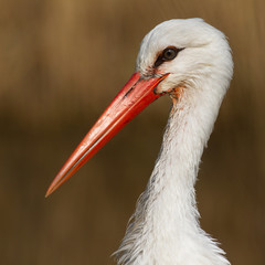 Wall Mural - Close-up of a stork