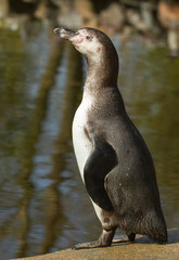 Wall Mural - A Humboldt penguin