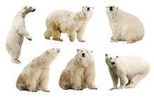 Set Of Polar Bears. Isolated Over White