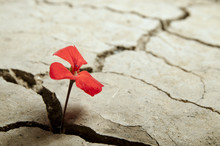 Red Flower Growing Out Of Cracks In The Earth