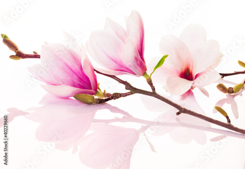 Pink spring flowers with reflection - 40229660