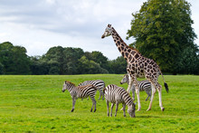 Zebras And Giraffe In The Wildlife Park