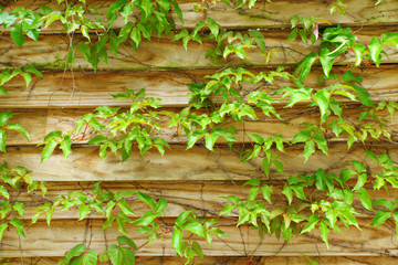 Wall Mural - wood fence with leaf