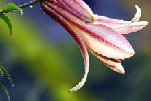Lily Bud After Rain