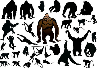 Wall Mural - set of isolated different monkeys