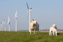 Windmill And Sheep In The Netherlands