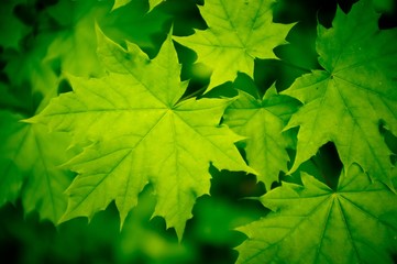 Lot of Maple leafs with blurred green background