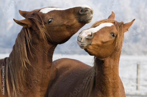 Naklejka ścienna horses play