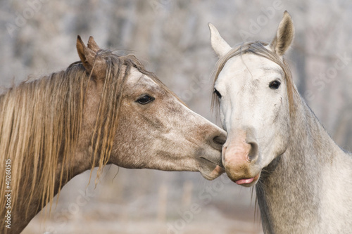 Fototapeta do kuchni kiss horses