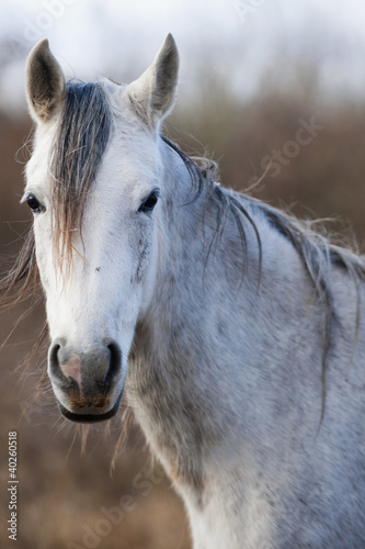 Obraz w ramie white horse portrait