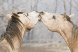 Fototapeta Konie - horse kiss