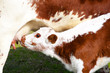 Brown and white calf suckling