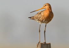 Black Tailed Godwit At A Grey Background