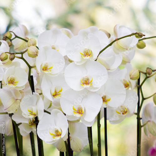 biale-kwiaty-orchidei-phalaenopsis