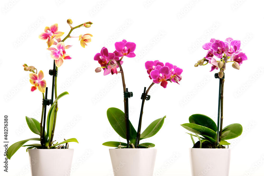 Pink Flower Orchidee - obrazy, fototapety, plakaty 
