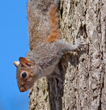 Squirrel