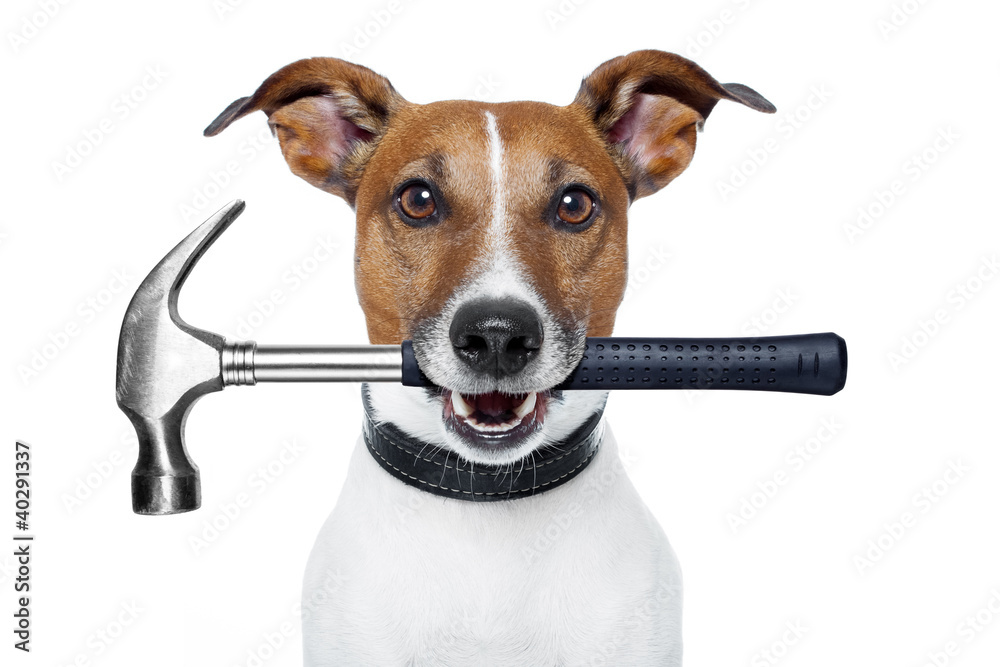 handyman dog with a hammer - obrazy, fototapety, plakaty 