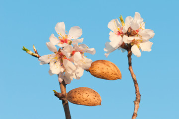 Mandelvollblüteblüte in der Wachau.