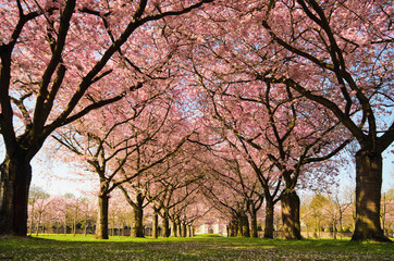 Fotomurales - spring: abundance of japanese cherry blossoms