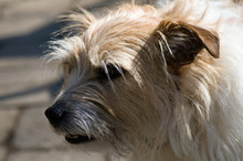 Portrait Of A Jack Russell Terrier