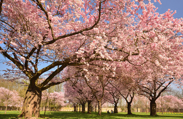 Fotomurales - Spring: abundance of Japanese cherry blossoms