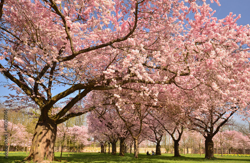 Obraz w ramie Spring: abundance of Japanese cherry blossoms