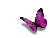 Fototapeta Motyle - Violet butterfly, isolated on white background