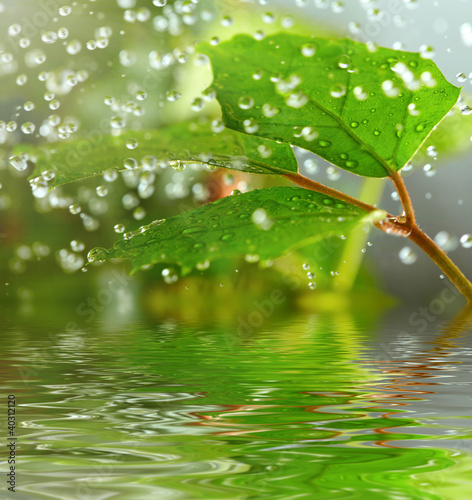 Fototapeta na wymiar Green leaves in the rain