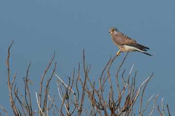 Wall Mural - Male kestrel on a twig