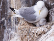 Kittiwake on a nest with a chick and egg