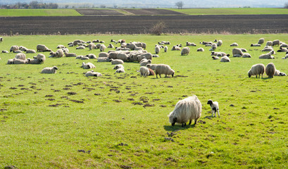 Wall Mural - Herd of sheep