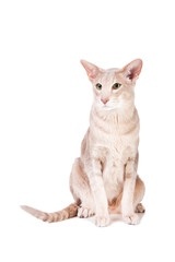 Wall Mural - oriental cat sitting on isolated  white