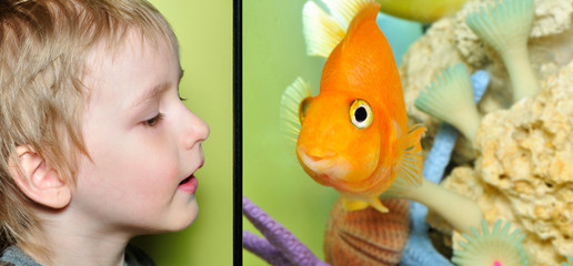 A boy watches fish in aquarium