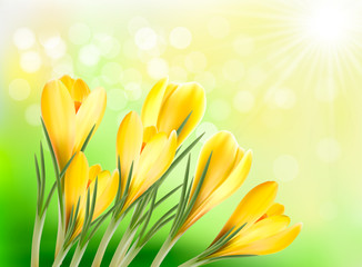 Fototapete - spring background with yellow crocus