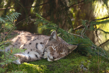 Lynx resting