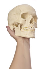 hand with scull