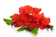 Alstroemeria Red Flowers  Isolated On White