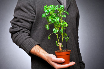 plant in a pot with a hand