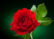 Close Up Of Red Rose On Dark Green Background