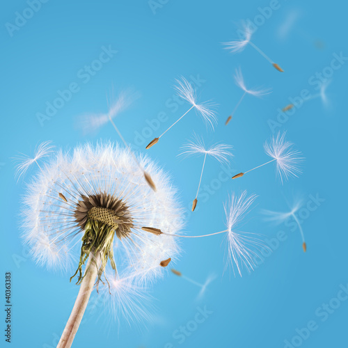 Fototapeta na wymiar Dandelion seeds blown in the sky