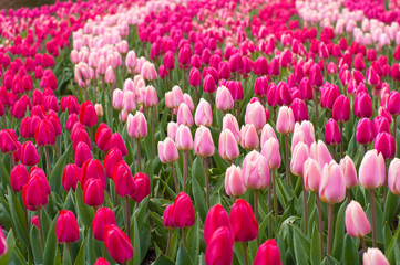 field of tulips