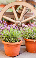 Plants In Pots Of Lavender