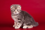 Fototapeta Koty - Little kitty on red background