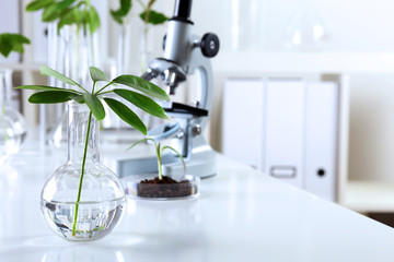 Wall Mural - Green plants in biology laborotary