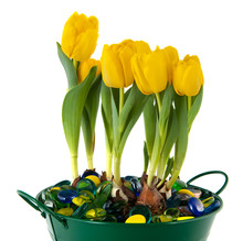 Yellow Tulips In Green Bucket