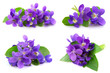Wood violets flowers