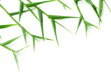Fototapeta Sypialnia - Decorative green bamboo leaves