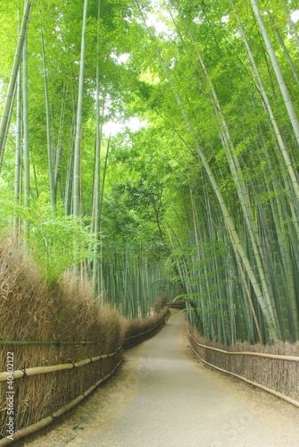 Obraz w ramie Droga przez las bambusowy