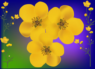 Wall Mural - golden buttercup flowers illustration