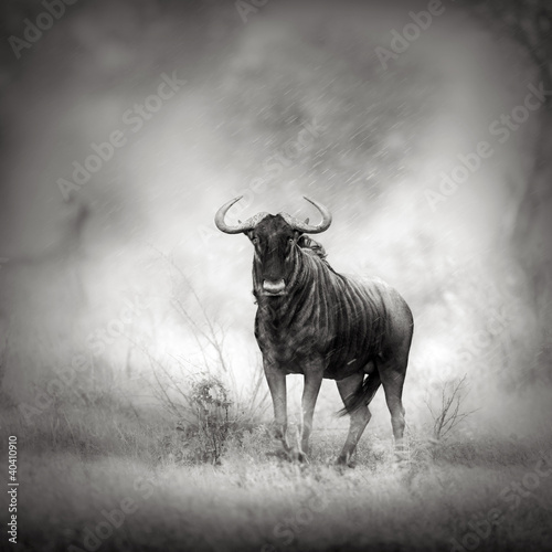 Naklejka dekoracyjna Blue Wildebeest in rainstorm